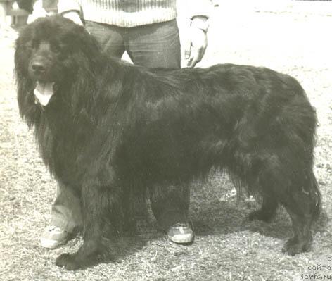 Фото: ньюфаундленд Виконт