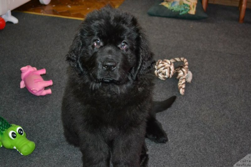 Фото: ньюфаундленд Черная Мафия Зоом Инто Ме (Chernaya Mafia Zoom Into Me)