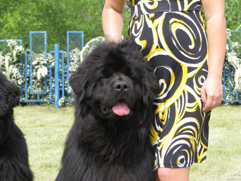 Фото: ньюфаундленд Счастливый Случай Кара Дениз (Schastlivyj Sluchay Kara Deniz)