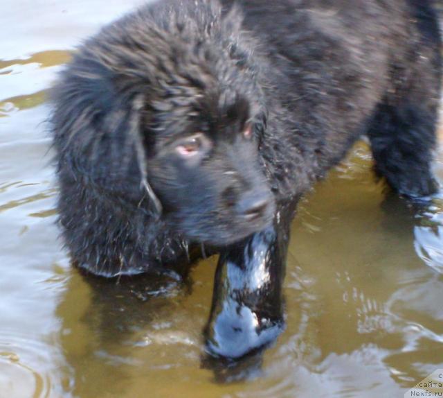 Фото: ньюфаундленд Касси Чаминг