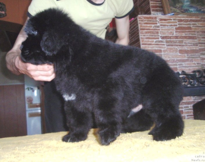 Фото: щенок, ньюфаундленд Аллегро Ассаи Луна