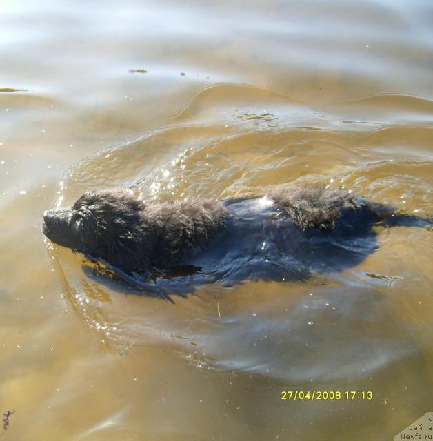 Фото: ньюфаундленд Касси Чаминг
