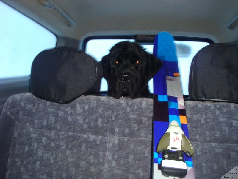 Фото: ньюфаундленд Питерньюф Нота Бене (Piternyuf Nota Bene)