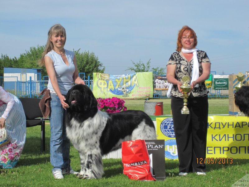 Фото: ньюфаундленд Плюшевая Панда Стиль-Санкт-Петербурга