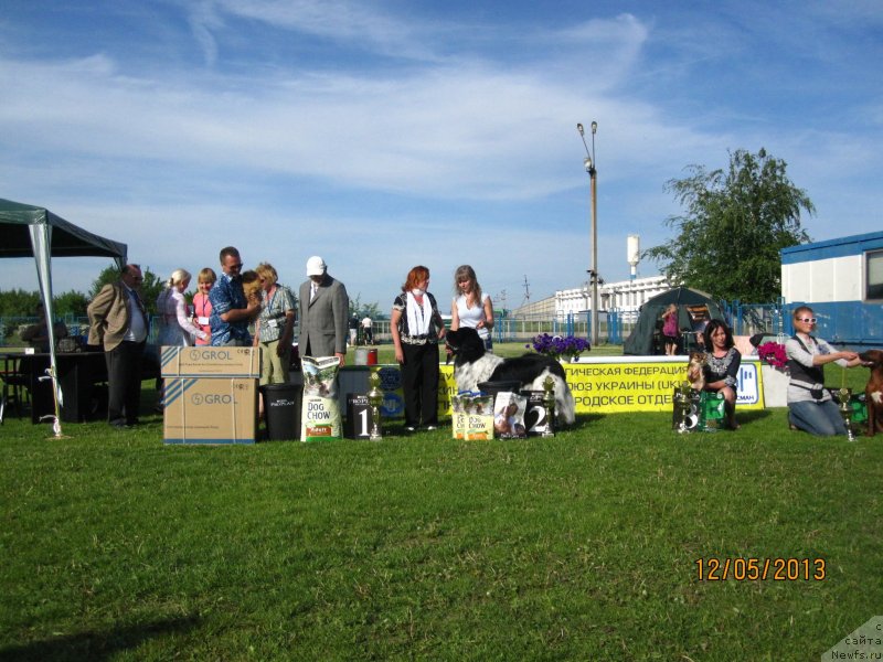 Фото: ньюфаундленд Плюшевая Панда Стиль-Санкт-Петербурга