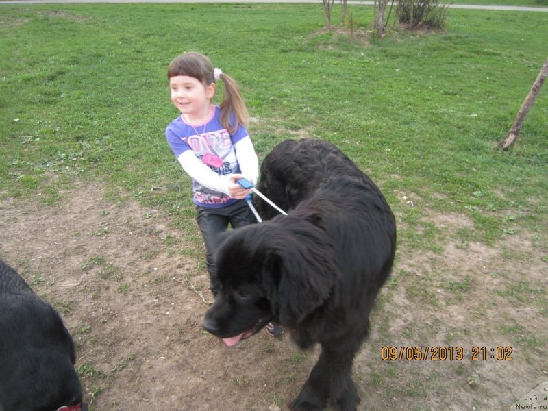 Фото: ньюфаундленд Ван Лен Тайм Олдер