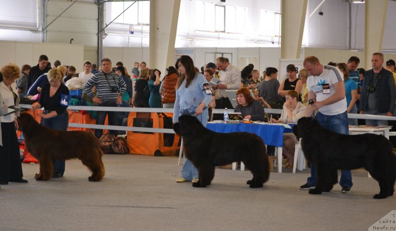 Фото: ньюфаундленд Топтыжка Дон Кихот