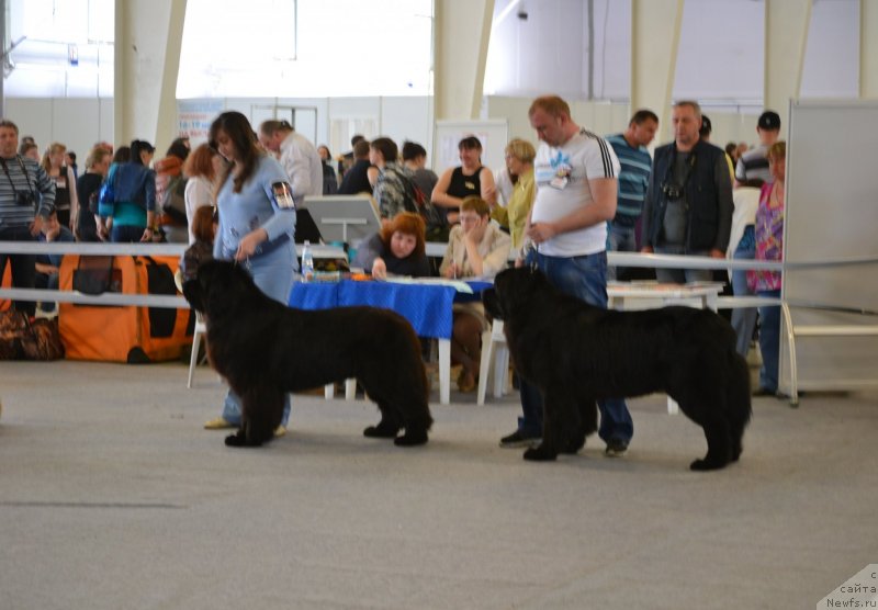 Фото: ньюфаундленд Топтыжка Дон Кихот