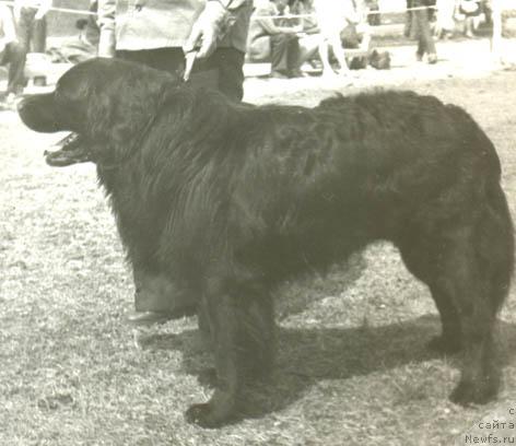 Фото: ньюфаундленд Викинг