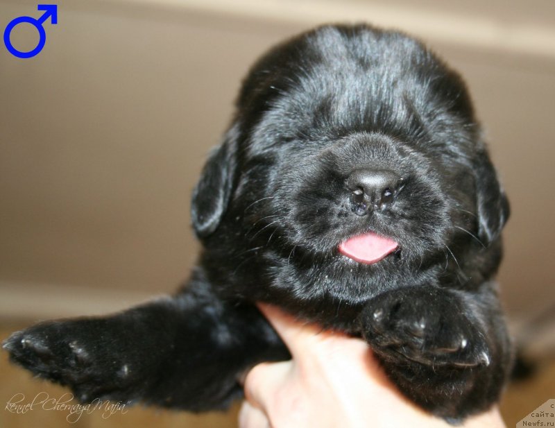 Фотография № 125014