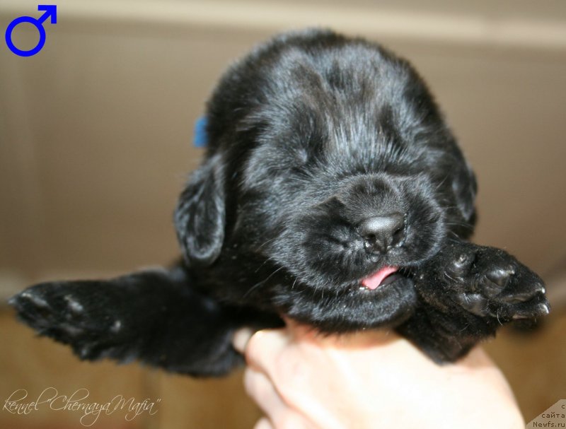 Фотография № 125015