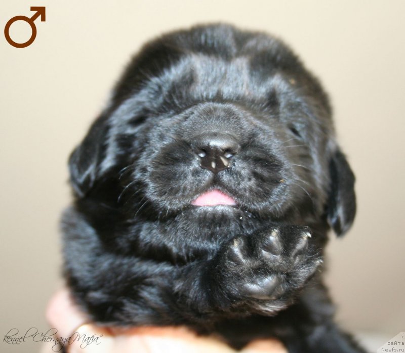 Фотография № 125018