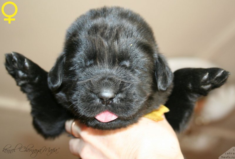 Фотография № 125020