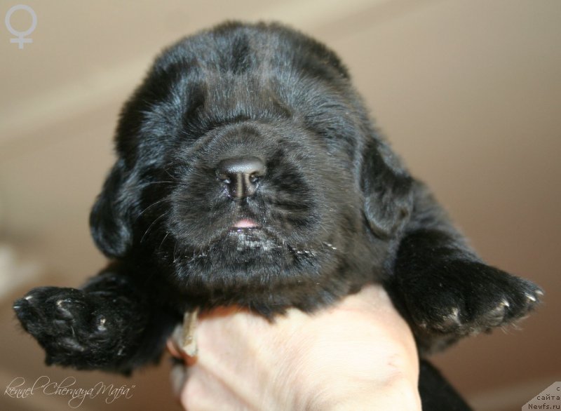 Фото: ньюфаундленд Черная Мафия Маубе Ше Вилл (Chernaya Mafia Maybe She Will)
