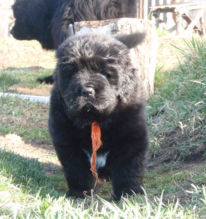 Фото: ньюфаундленд Бэнтли для Ньюфорт