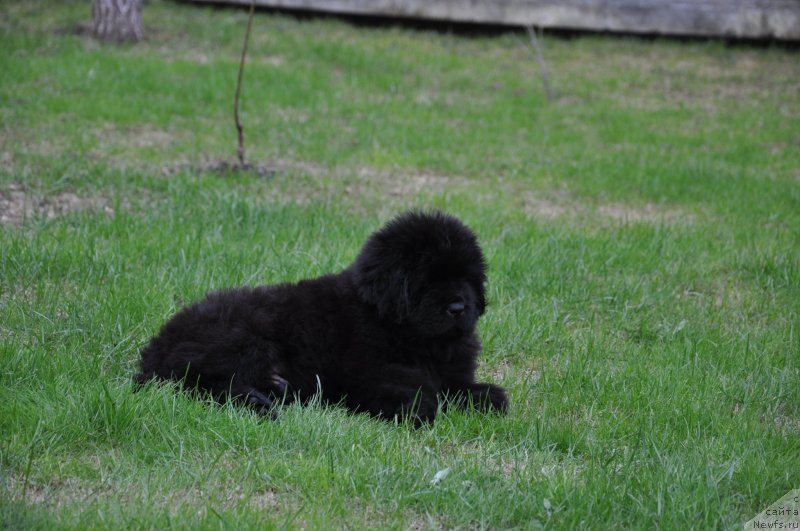 Фото: ньюфаундленд Их Высочество Глория Айрис (Ih Visochestvo Gloria Airis)