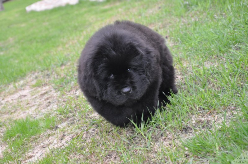 Фото: ньюфаундленд Их Высочество Глория Айрис (Ih Visochestvo Gloria Airis)