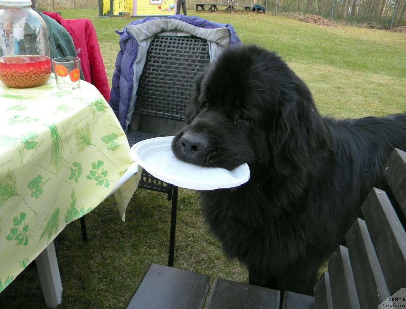 Фото: ньюфаундленд Акватория Келвин Кадриль (Aquatoriya Kelvin Kadril)