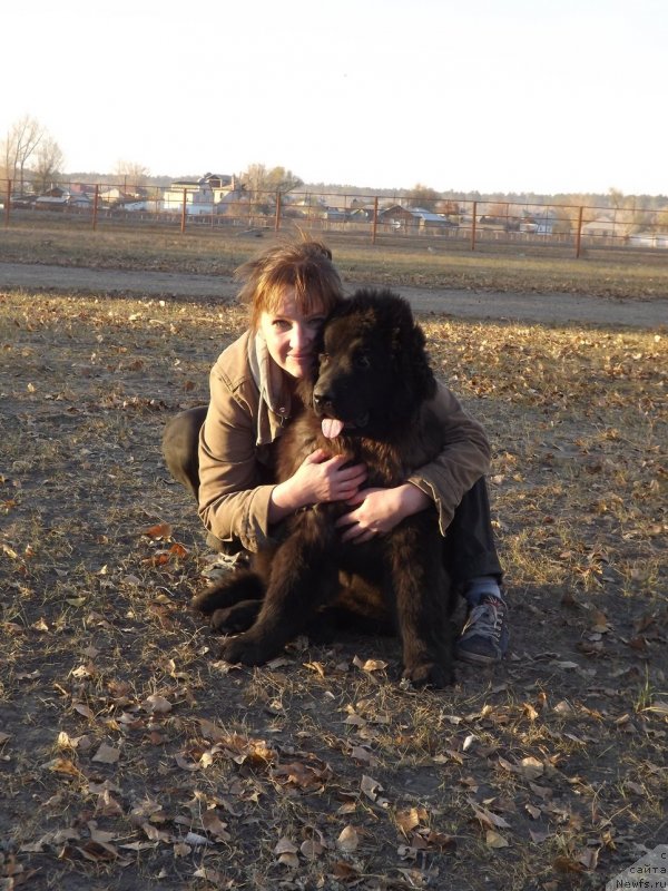 Фото: Ирина Павлова, ньюфаундленд Би Перфект Арабелла