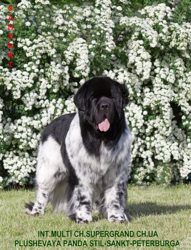Фото: ньюфаундленд Плюшевая Панда Стиль-Санкт-Петербурга