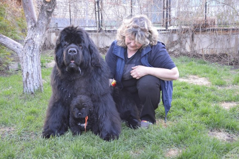 Фото: ньюфаундленд King of Helluland I'm Precious, Ирина Панюшкина