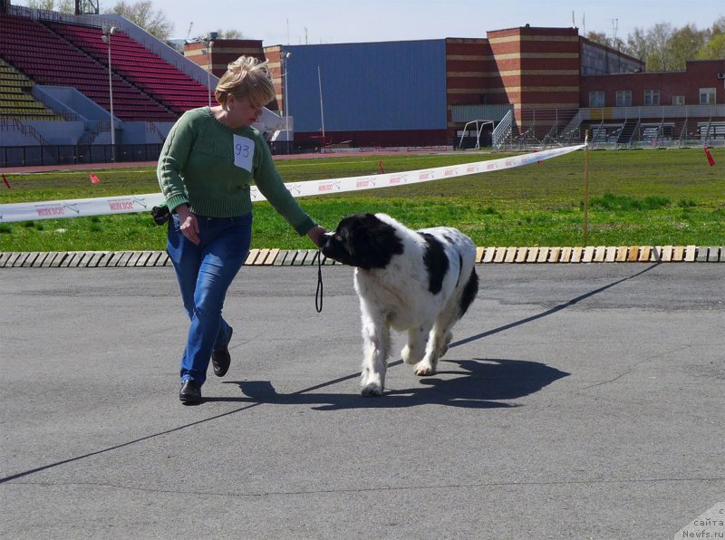 Фото: ньюфаундленд Маг Исполин Мода Макси, Елена Горбунова