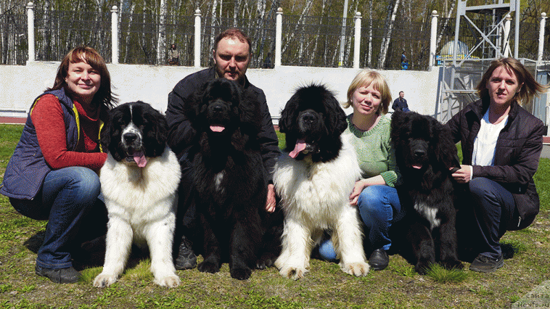 Фото: Райт, ньюфаундленд Threeponds Right Way, и его дети:, ньюфаундленд Маг Исполин Мода Макси, (12 мес.), ньюфаундленд Маг Исполин Ника Фор Злат Консталекс, (8 мес.) и, ньюфаундленд Маг Исполин Нортон Хит, (8 мес.)