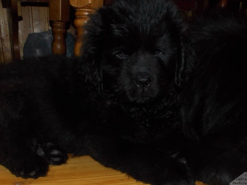 Фото: ньюфаундленд Лепесток Лилии