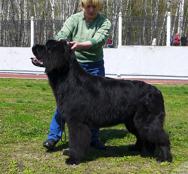 Фото: ньюфаундленд Маг Исполин Ника Фор Злат Консталекс, 8 мес., дочь Райта, ньюфаундленд Threeponds Right Way, и Лиры, ньюфаундленд Маг Исполин Лира Любви