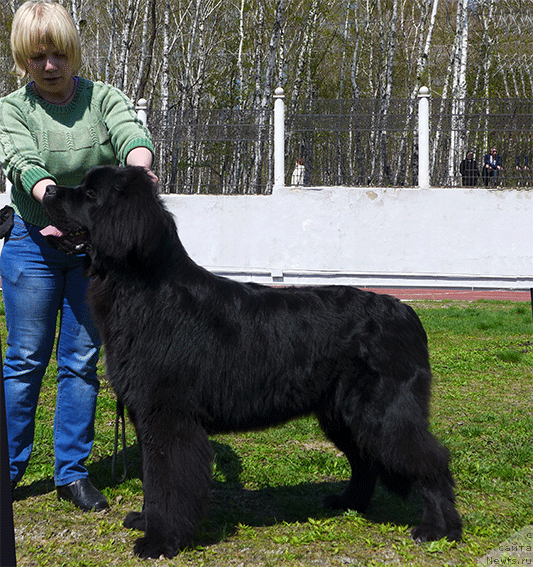 Фото: ньюфаундленд Маг Исполин Ника Фор Злат Консталекс, дочь Райта, ньюфаундленд Threeponds Right Way, и Лиры, ньюфаундленд Маг Исполин Лира Любви