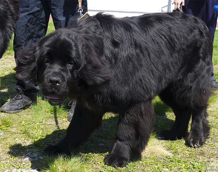 Фото: ньюфаундленд Маг Исполин Ника Фор Злат Консталекс, дочь Райта, ньюфаундленд Threeponds Right Way, и Лиры, ньюфаундленд Маг Исполин Лира Любви