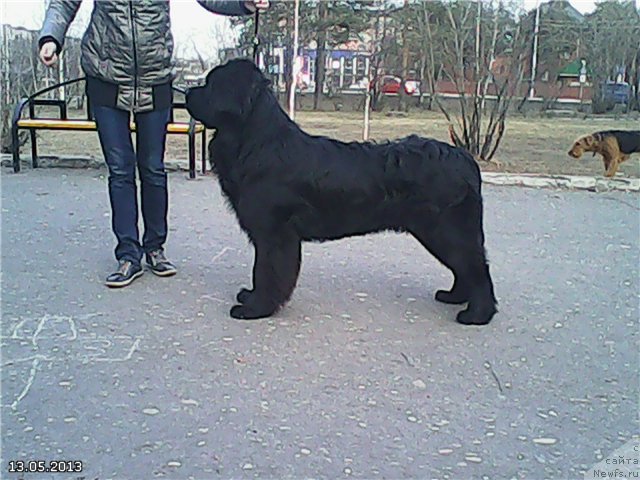 Фото: ньюфаундленд Аквиан Сонг Инсайд Ми Ворд