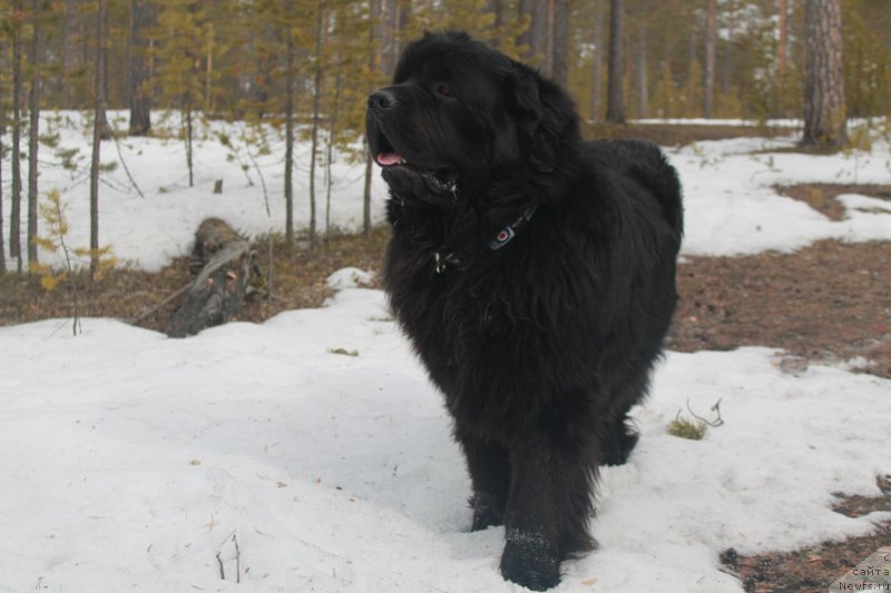 Фото: ньюфаундленд Омар Шериф