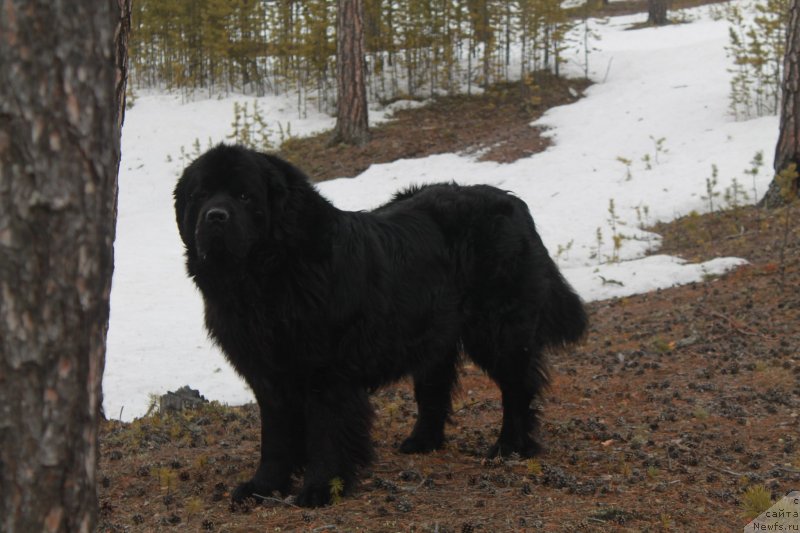 Фото: ньюфаундленд Омар Шериф