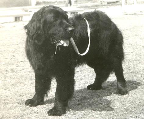 Фото: ньюфаундленд Ларк Янда