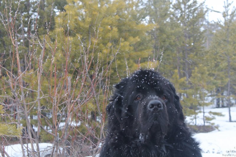 Фото: ньюфаундленд Омар Шериф