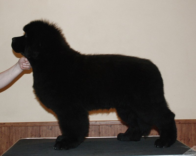 Фото: ньюфаундленд Белкондер-Клаб Достучаться До Небес (Belkonder-Club Dostuchat'sya Do Nebes)