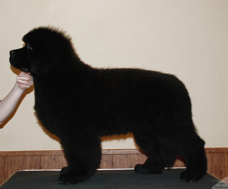Фото: ньюфаундленд Белкондер-Клаб Достучаться До Небес (Belkonder-Club Dostuchat'sya Do Nebes)