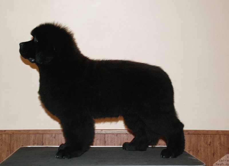 Фотография № 125118