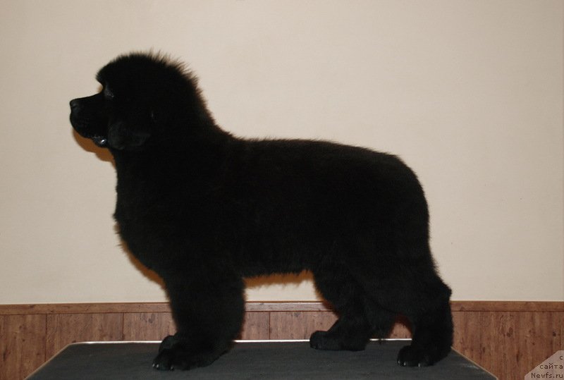 Фотография № 125119