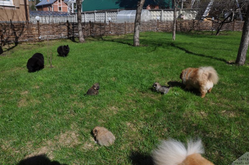 Фото: Ньюфорт Шон Волмари Триумф и шпицы