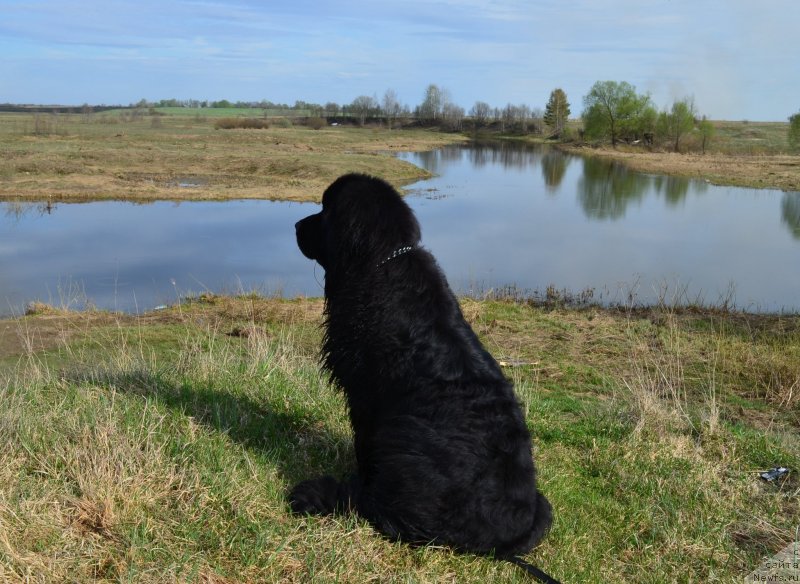 Фото: ньюфаундленд Зерро