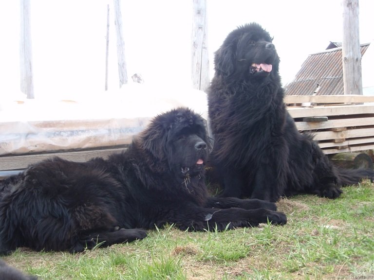 Фото: ньюфаундленд Блэк Долли Пейв Блэк (Blek Dolli Peyv Black), ньюфаундленд Ньюфорт Царица Ночи
