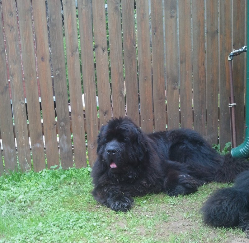 Фото: ньюфаундленд Very Fairweathers X'Got The Rhythm