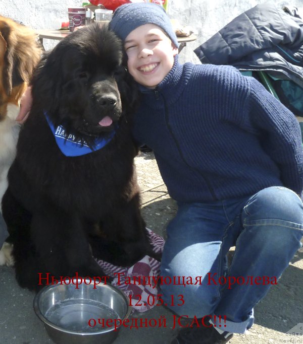 Фото: ньюфаундленд Ньюфорт Танцующая Королева