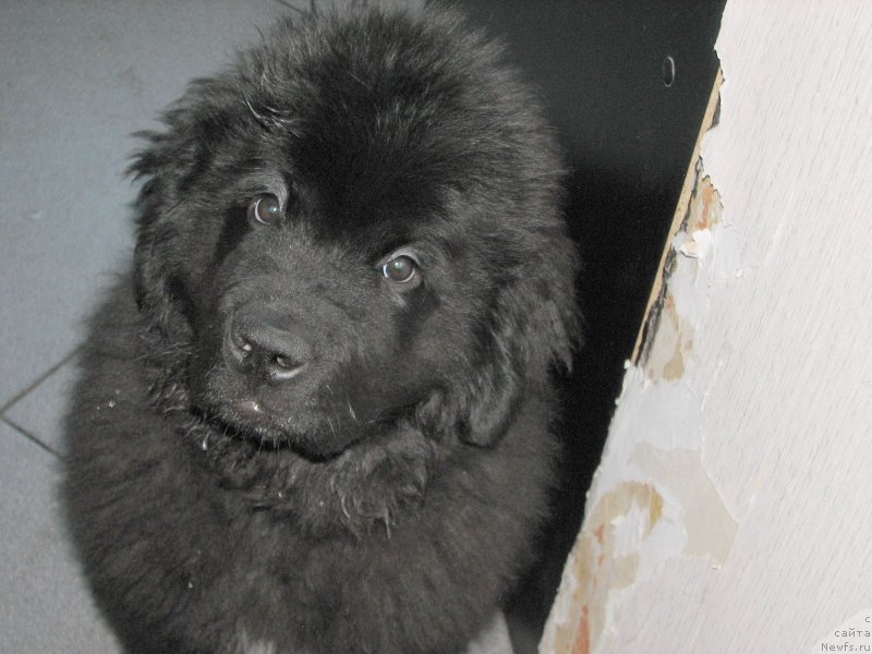 Фото: ньюфаундленд Бегущая по Волнам Есперанто Етуло Чуи