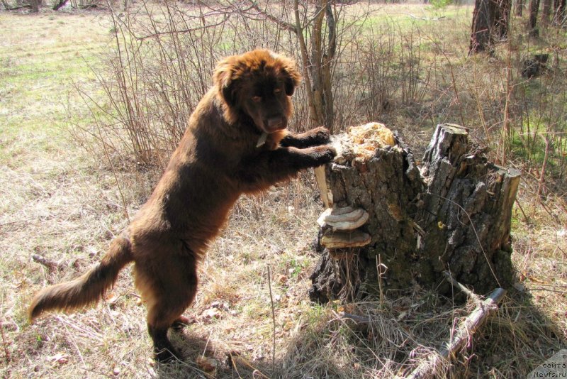 Фото: ньюфаундленд Ван Лен Тайм Чилеста