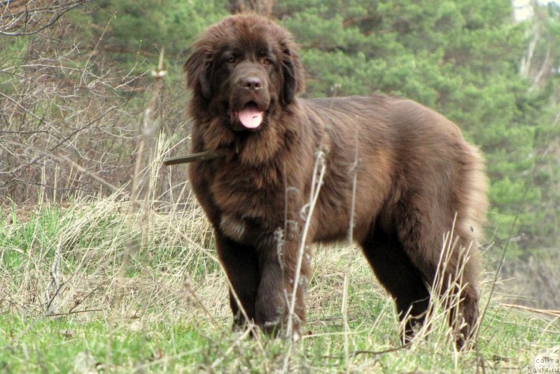 Фото: ньюфаундленд Ван Лен Тайм Чилеста