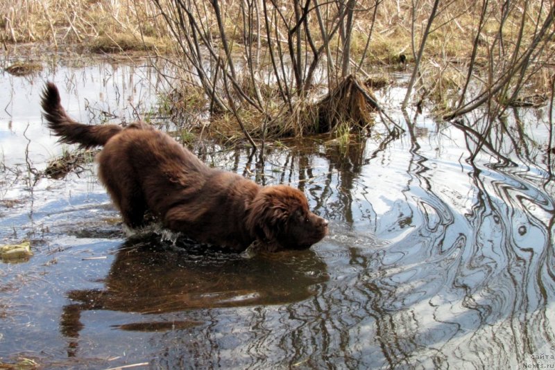 Фото: ньюфаундленд Ван Лен Тайм Чилеста