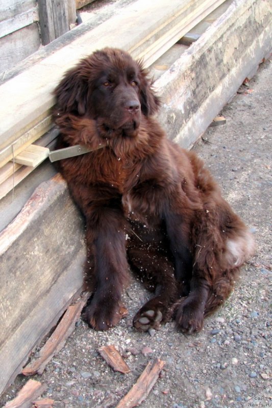 Фото: ньюфаундленд Ван Лен Тайм Чилеста